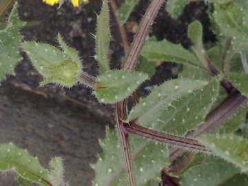 Helminthotheca hechioides  (= Picris hechioides )